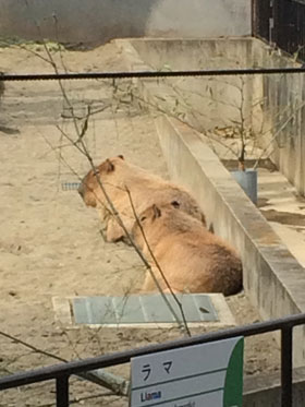 上野動物園
